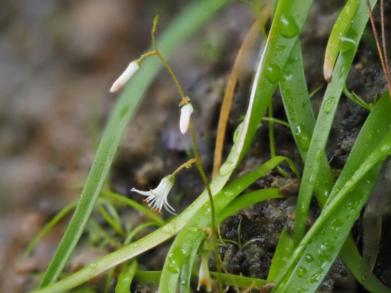 圖為廣西肺筋草。（廣西壯族自治區(qū)中醫(yī)藥研究院供圖）