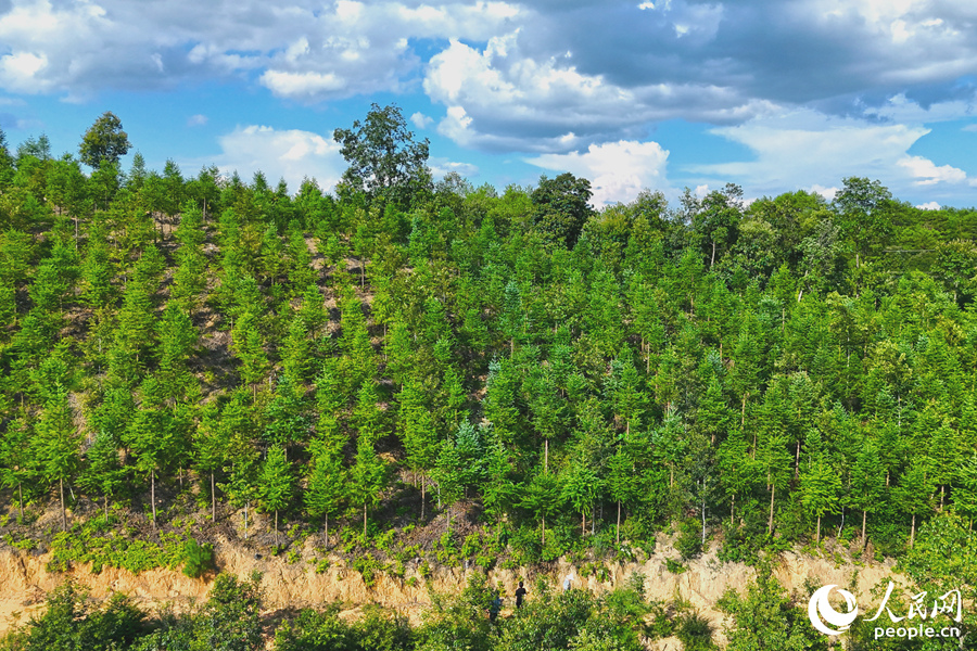 “一林三吃”的經(jīng)營(yíng)模式豐富了林下經(jīng)濟(jì)的多樣性。人民網(wǎng) 李昌乾攝