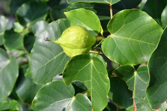 圖為石山油桐。（廣西壯族自治區(qū)中醫(yī)藥研究院供圖）