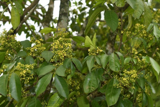 圖為廣西割舌樹。（廣西壯族自治區(qū)中醫(yī)藥研究院供圖）