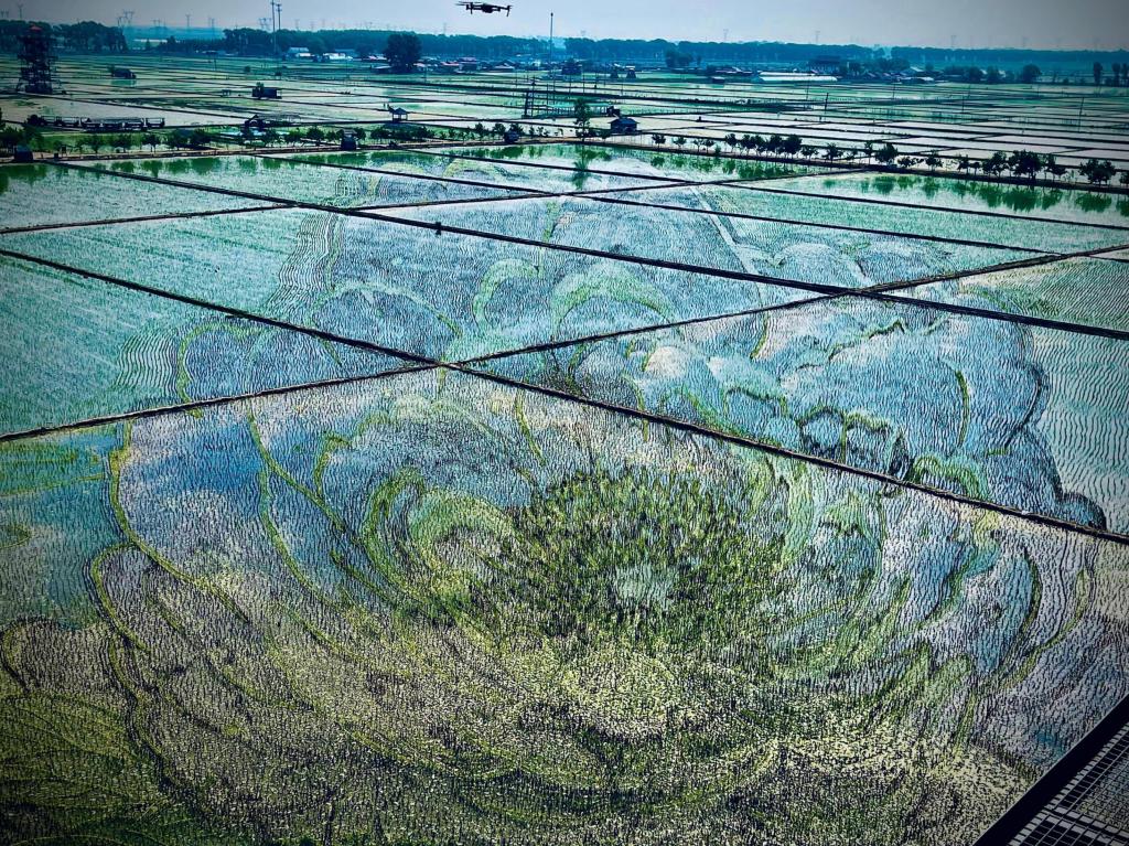 國色山河主題稻田畫。人民網(wǎng)記者 任妍攝