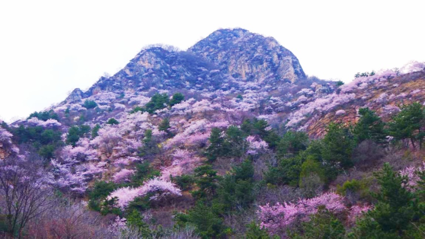 武安市東太行百里畫廊里的山桃花。李樹鋒攝