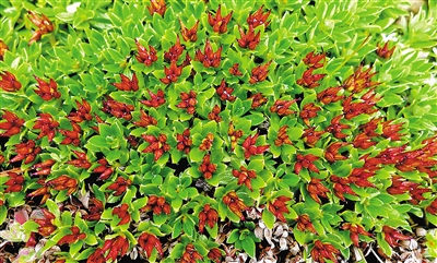 青藏墊柳。資料圖片