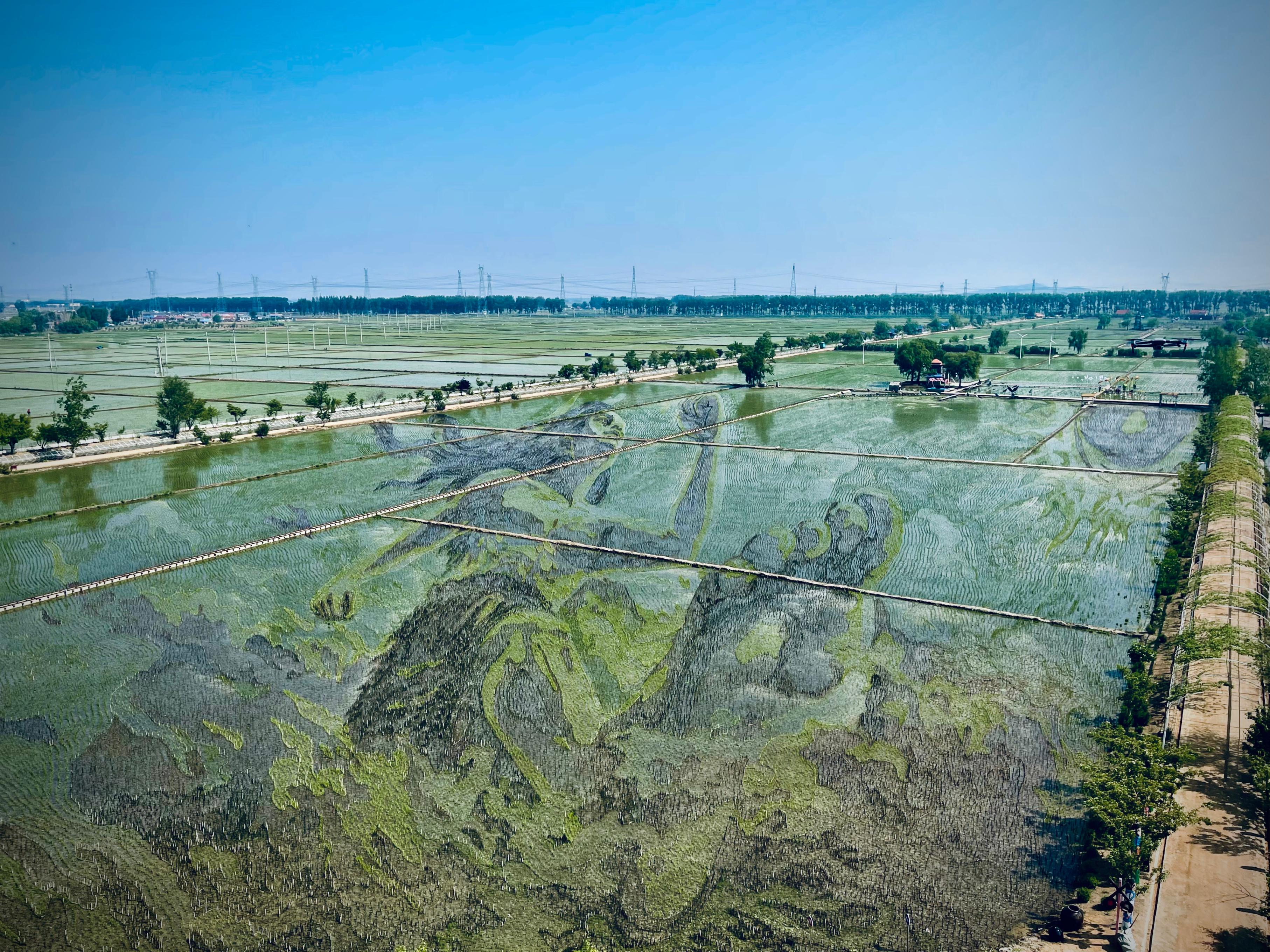 “歷史典故-夸父逐日”稻田畫。人民網(wǎng)記者 任妍攝