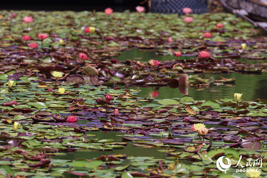 藏在繁花深處的3朵雙色睡蓮。人民網(wǎng)記者 陳博攝
