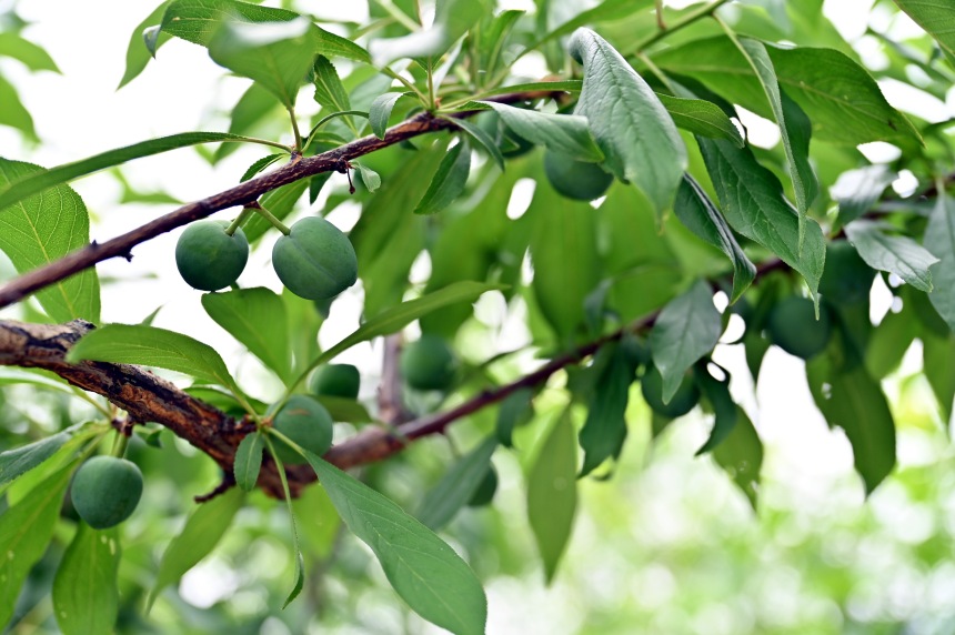 巫山縣曲尺鄉(xiāng)柑園村的脆李樹(shù)掛滿青果。鄒樂(lè)攝