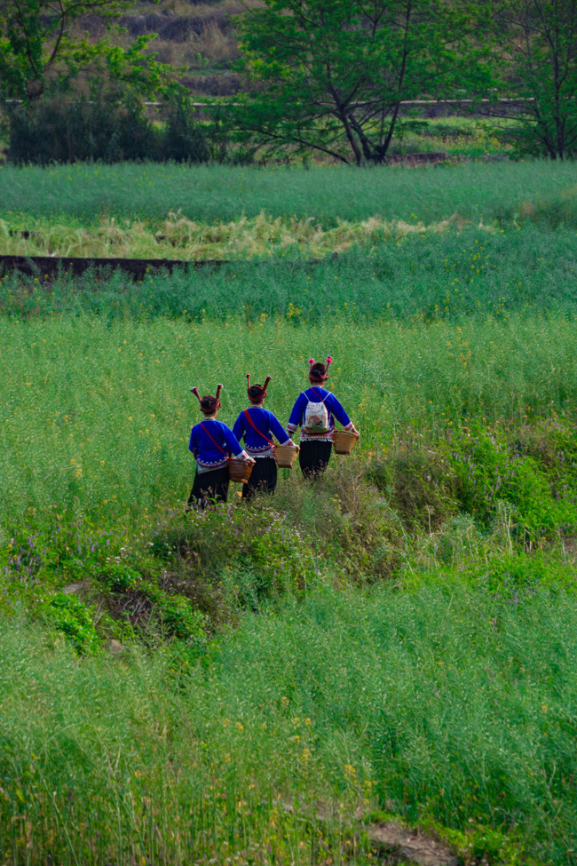 世外桃源春光好。網(wǎng)友“二流攝影師”攝