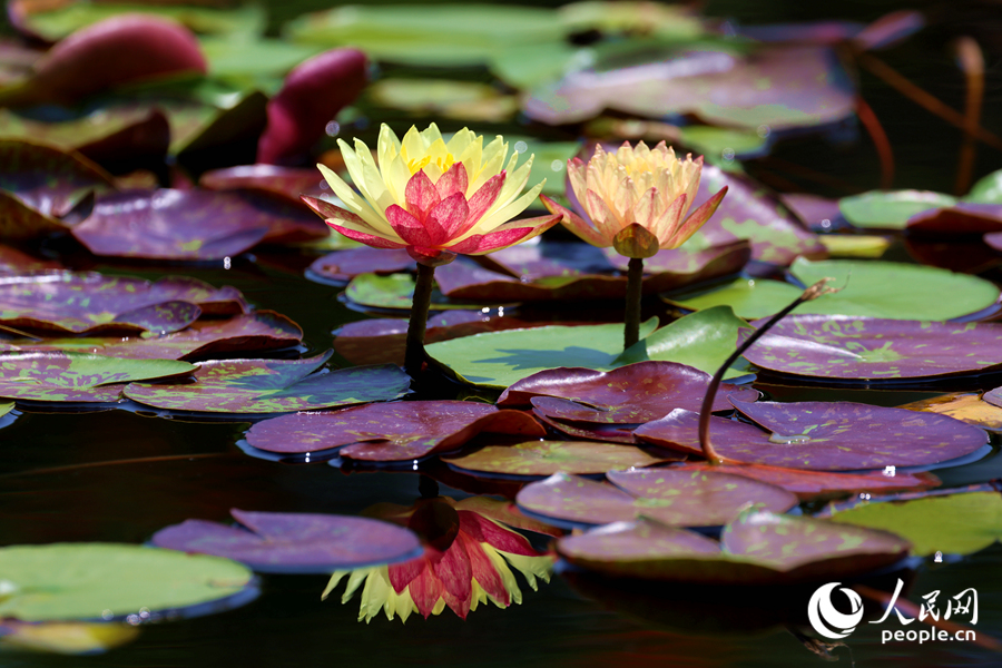 雙色睡蓮與翠綠的蓮葉、清澈的池水相映成畫。人民網(wǎng)記者 陳博攝