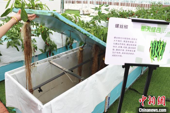 圖為在南昌市紅谷灘區(qū)元宇宙·VR數(shù)字農(nóng)業(yè)示范基地氣霧培養(yǎng)車間里，螺絲椒長勢(shì)良好?！⌒苠\陽 攝