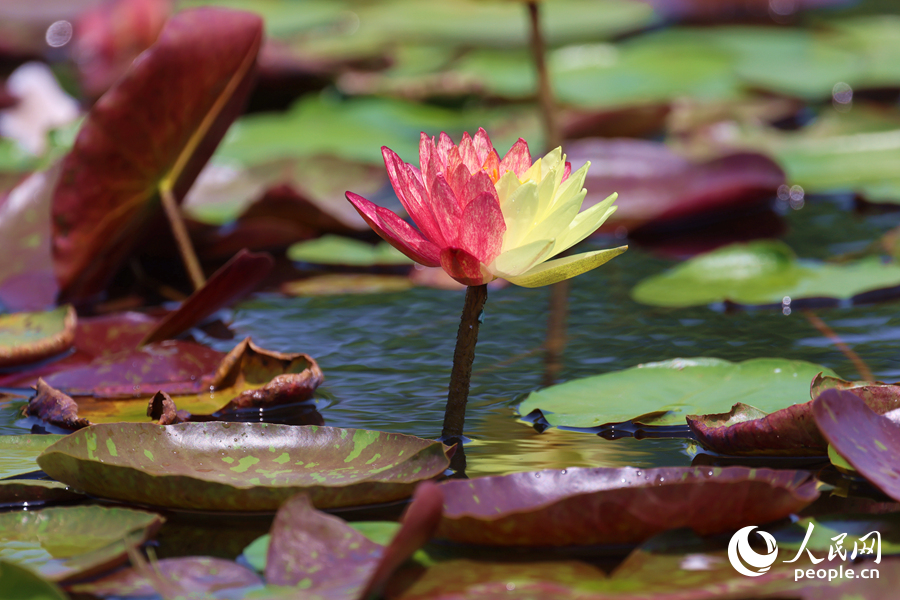 亭亭玉立于水中央的雙色睡蓮。人民網(wǎng)記者 陳博攝