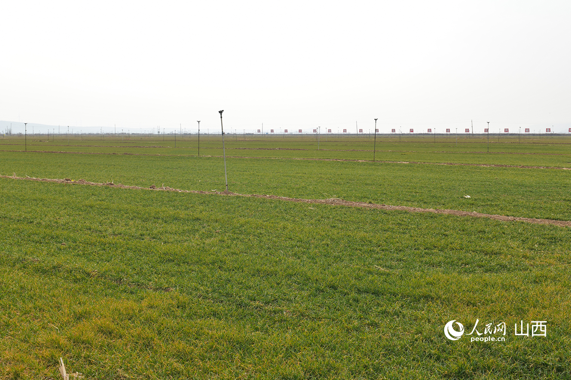 山西省運(yùn)城市芮城縣返青的冬小麥。人民網(wǎng)記者 焦搏文攝